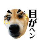 柴犬タロー7 体調不良編（個別スタンプ：15）