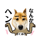 柴犬タロー7 体調不良編（個別スタンプ：16）