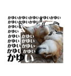柴犬タロー7 体調不良編（個別スタンプ：17）