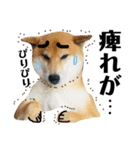 柴犬タロー7 体調不良編（個別スタンプ：18）