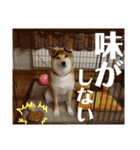 柴犬タロー7 体調不良編（個別スタンプ：19）