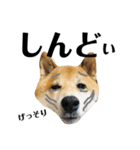柴犬タロー7 体調不良編（個別スタンプ：21）