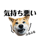 柴犬タロー7 体調不良編（個別スタンプ：22）