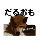 柴犬タロー7 体調不良編（個別スタンプ：24）