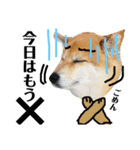 柴犬タロー7 体調不良編（個別スタンプ：26）
