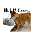 柴犬タロー7 体調不良編（個別スタンプ：29）
