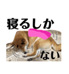 柴犬タロー7 体調不良編（個別スタンプ：32）