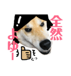 柴犬タロー7 体調不良編（個別スタンプ：35）