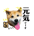柴犬タロー7 体調不良編（個別スタンプ：36）