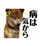 柴犬タロー7 体調不良編（個別スタンプ：37）