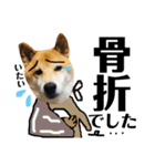 柴犬タロー7 体調不良編（個別スタンプ：38）