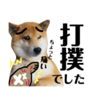柴犬タロー7 体調不良編（個別スタンプ：39）
