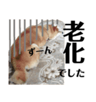 柴犬タロー7 体調不良編（個別スタンプ：40）