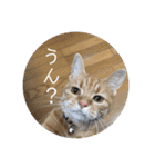 茶トラのチャナのひとりごと（個別スタンプ：1）