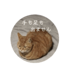 茶トラのチャナのひとりごと（個別スタンプ：2）