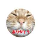 茶トラのチャナのひとりごと（個別スタンプ：4）