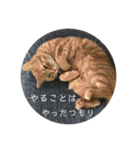 茶トラのチャナのひとりごと（個別スタンプ：5）