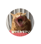 茶トラのチャナのひとりごと（個別スタンプ：6）