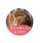 茶トラのチャナのひとりごと（個別スタンプ：7）