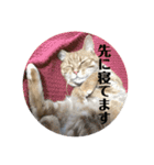茶トラのチャナのひとりごと（個別スタンプ：9）