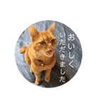 茶トラのチャナのひとりごと（個別スタンプ：10）