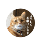 茶トラのチャナのひとりごと（個別スタンプ：11）
