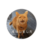 茶トラのチャナのひとりごと（個別スタンプ：12）