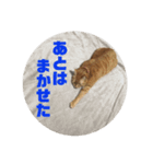 茶トラのチャナのひとりごと（個別スタンプ：16）