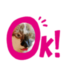 猫達の気持ち（個別スタンプ：1）