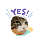 猫達の気持ち（個別スタンプ：3）