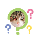 猫達の気持ち（個別スタンプ：8）