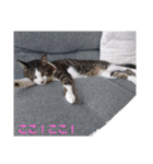 うちの子 あわび（個別スタンプ：3）