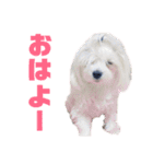 うちのわんこ第1弾（個別スタンプ：2）