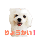 うちのわんこ第1弾（個別スタンプ：8）