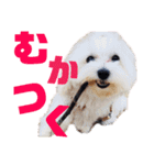 うちのわんこ第1弾（個別スタンプ：9）