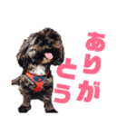うちのわんこ第1弾（個別スタンプ：12）