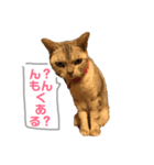 愛猫達のスタンプ（個別スタンプ：2）