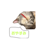 愛猫達のスタンプ（個別スタンプ：5）