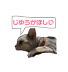 愛猫達のスタンプ（個別スタンプ：6）