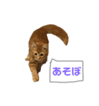 愛猫達のスタンプ（個別スタンプ：7）