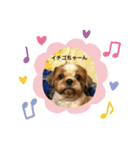 イチゴと家族たち（個別スタンプ：1）