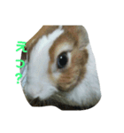 う～ちゃんです（個別スタンプ：1）