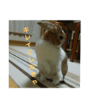 う～ちゃんです（個別スタンプ：3）