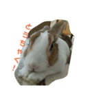 う～ちゃんです（個別スタンプ：4）