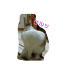 う～ちゃんです（個別スタンプ：9）