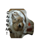 う～ちゃんです（個別スタンプ：11）