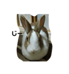 う～ちゃんです（個別スタンプ：12）