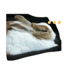 う～ちゃんです（個別スタンプ：13）