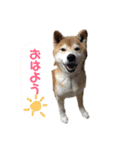 ごんちゃん スタンプ（個別スタンプ：1）