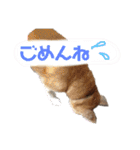 ごんちゃん スタンプ（個別スタンプ：5）